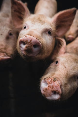 Pigs 1